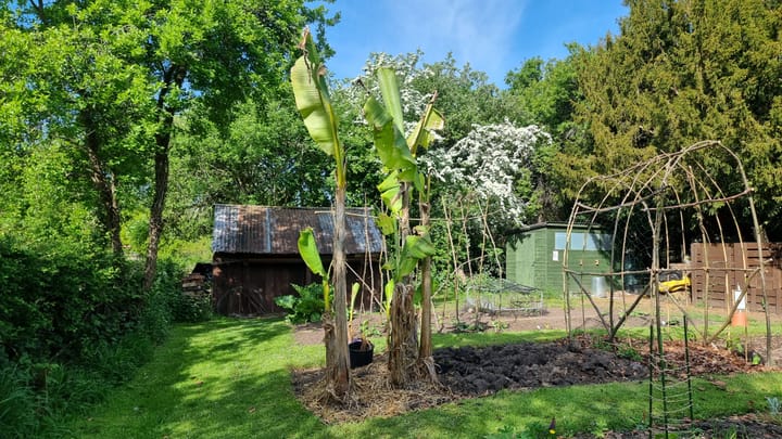 The banana plant